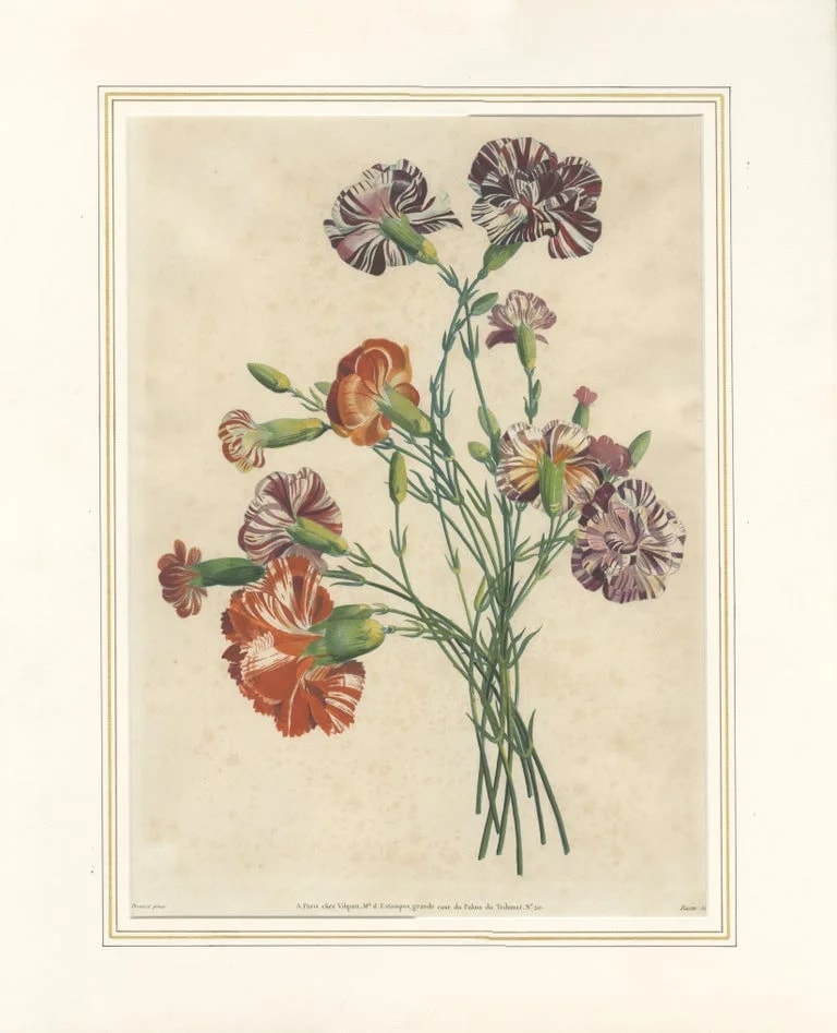 Louis — Antique Botanical Print of Carnations By Jean-Louis Prévost, 1805 — decorative_art — resale