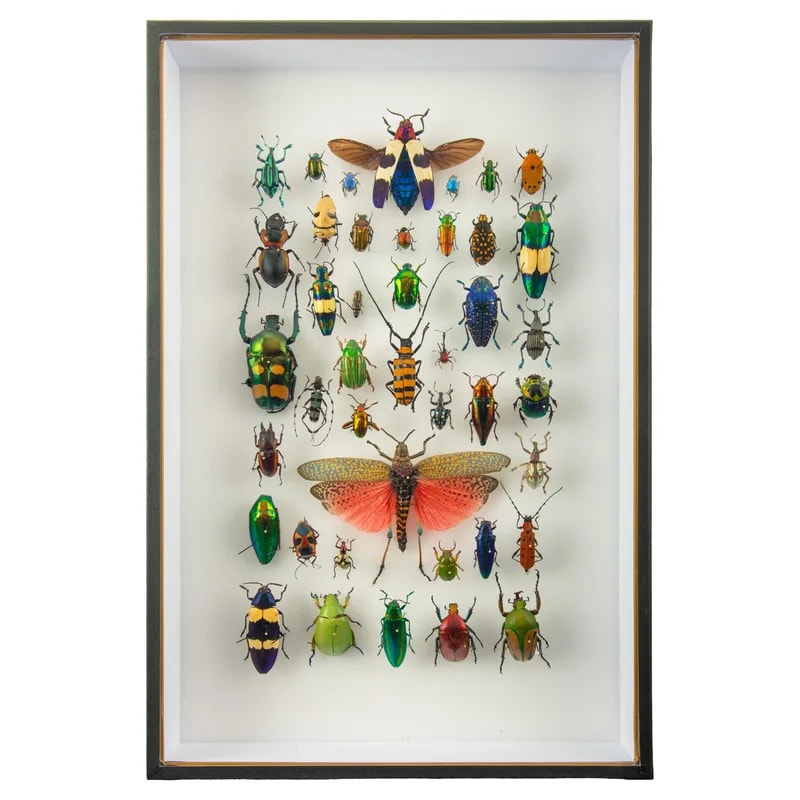 Mounted Global Beetle Insect Collection by Hasharat — Furniture — resale
